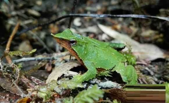 Darwin's Frog