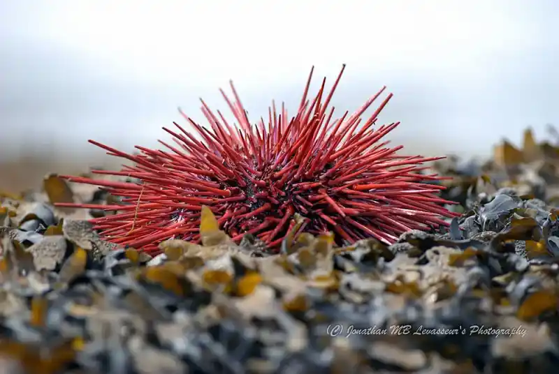 Sea urchin, Echinoidea