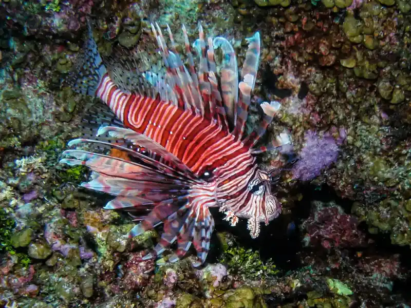 Red Lionfish