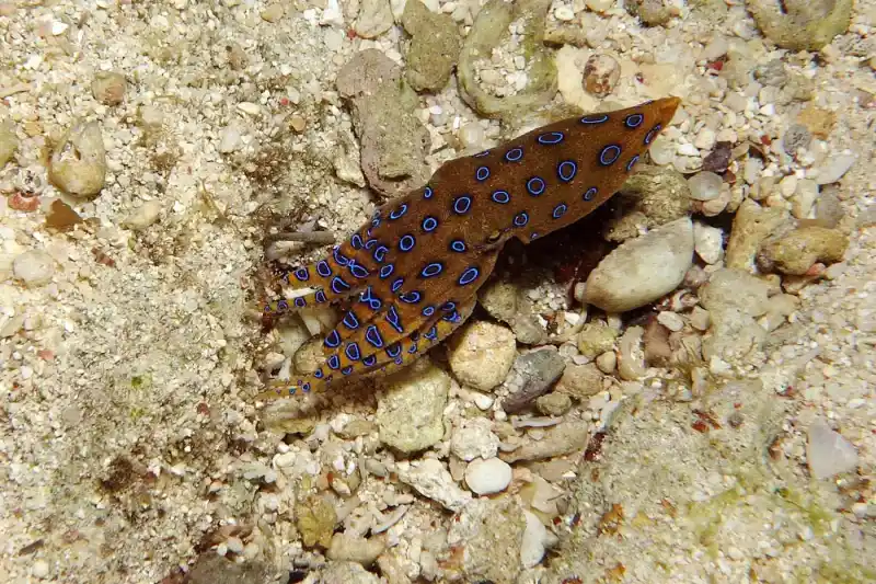 Octopus family (general overview)