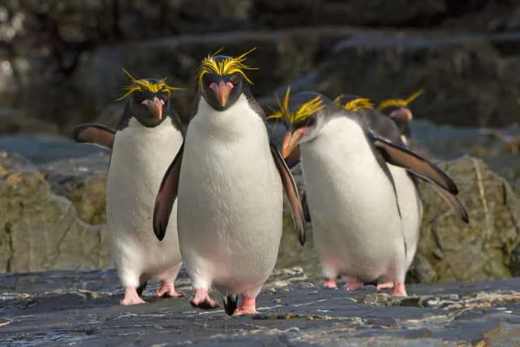 Macaroni Penguins