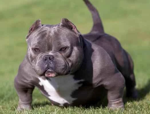 American Bully, American Tyrant