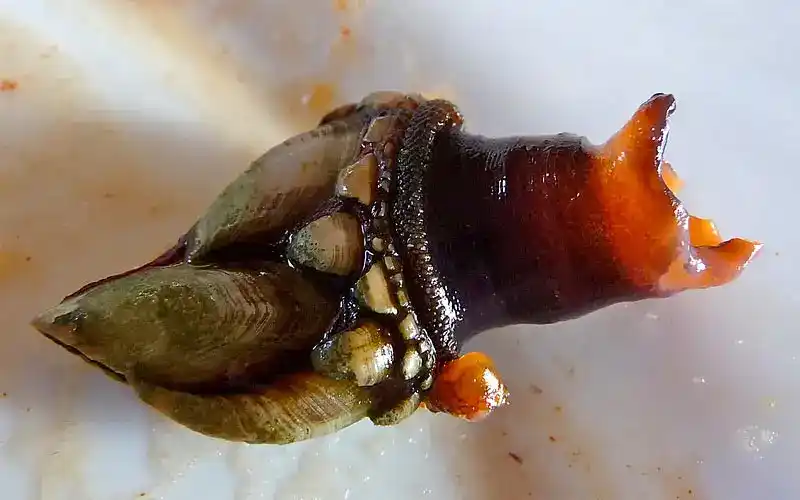 Percebes (goose barnacles - overview), Pollicipes (pollicipes - commonly refers to)