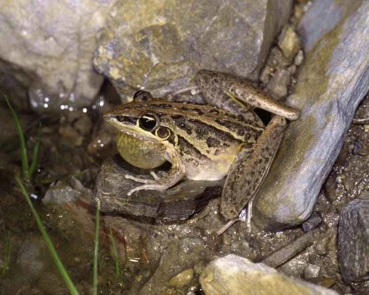 Striped Rocket Frog, Litoria nasuta