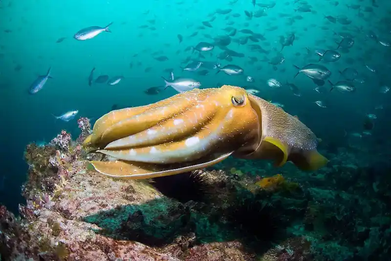 Australian giant squid