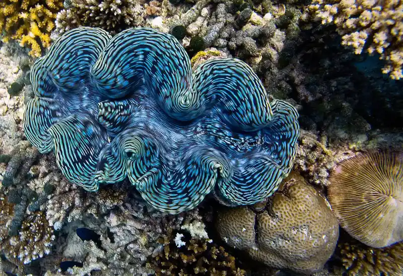 Giant Clam