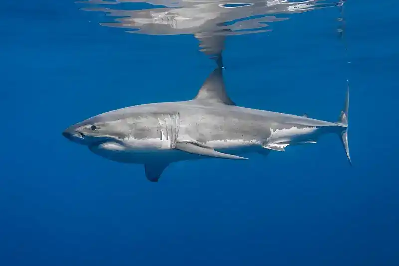 Great White Shark