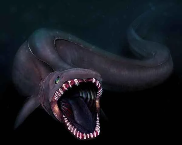 Frilled shark, eel shark, frilled shark, lizard shark, lace shark, barracuda, eel shark