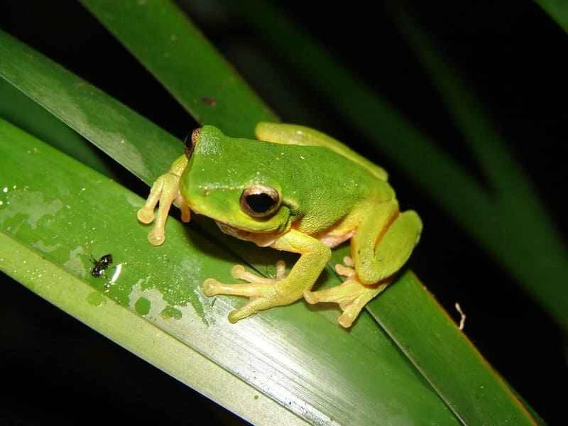 Green Creek Frog, Litoria phyllochroa