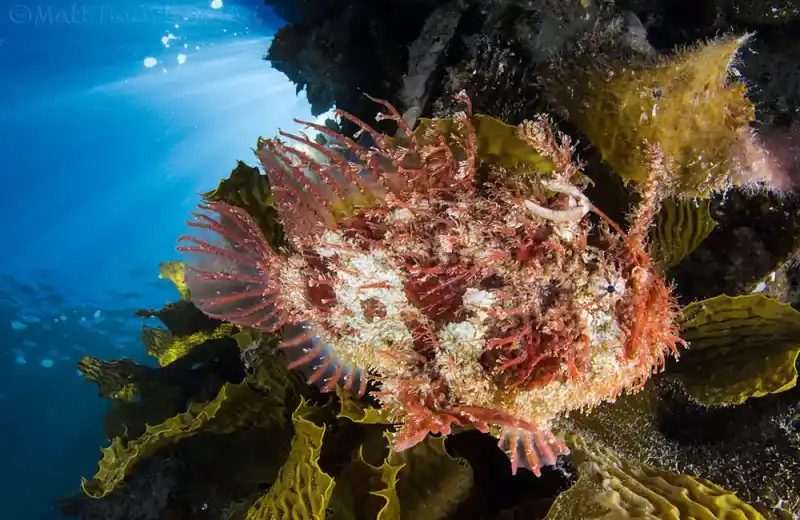 Japanese Anglerfish / Yellow Anglerfish