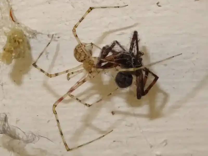 White porch spider, *Cryptachaea gigantipes* (Keyserling, 1890)