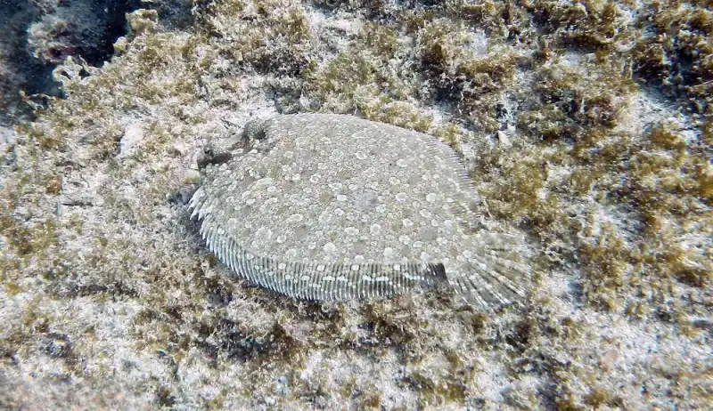 flounder