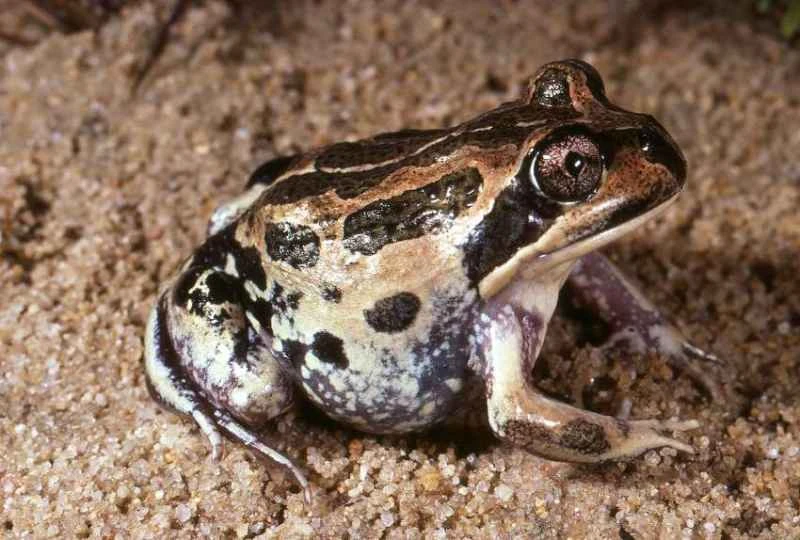 Western Banjo Frog, Limnodynastes dorsalis