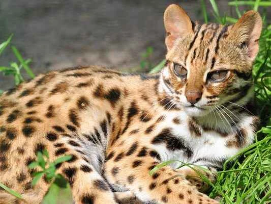 Leopard cat