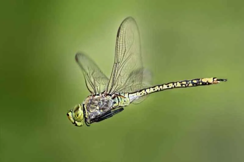 Australian Royal Dragonfly, Hemianax papuensis