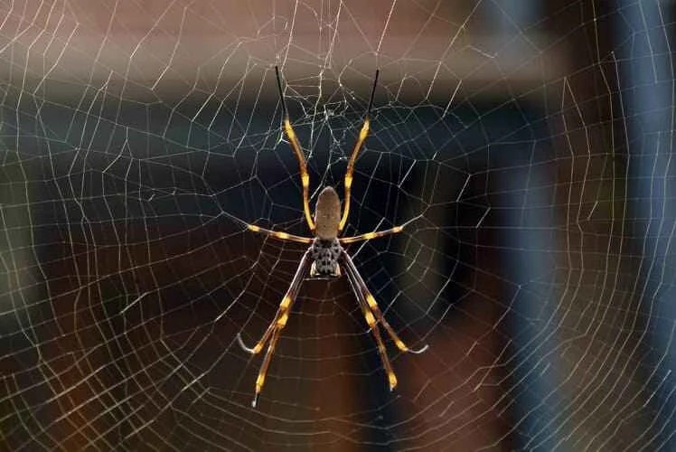 Golden garden spider, Araneidae (typical genus Trichophyla spp., etc.)