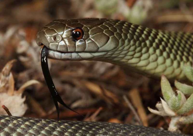 Murga snake/Brown King snake, Pseudechis australis