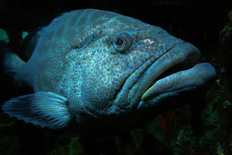 Grouper