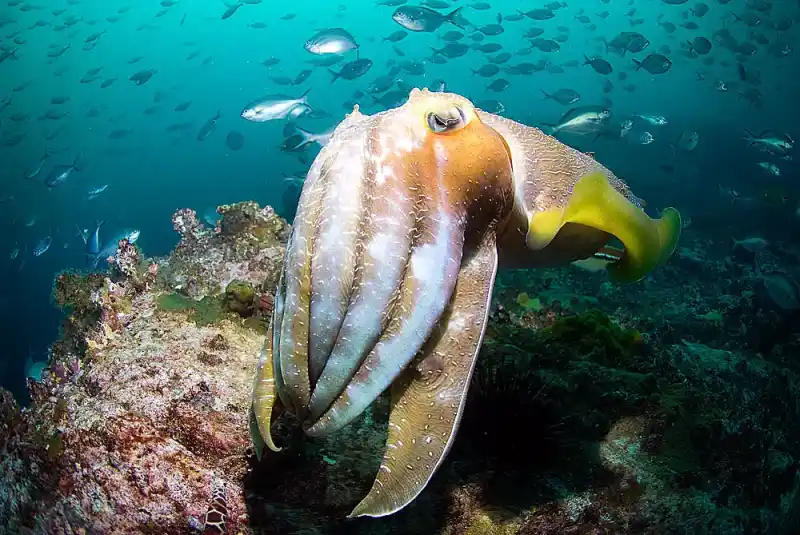 Australian giant squid