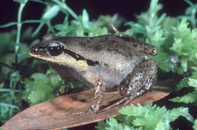 Crinia haswelli (Haswell Froglet)