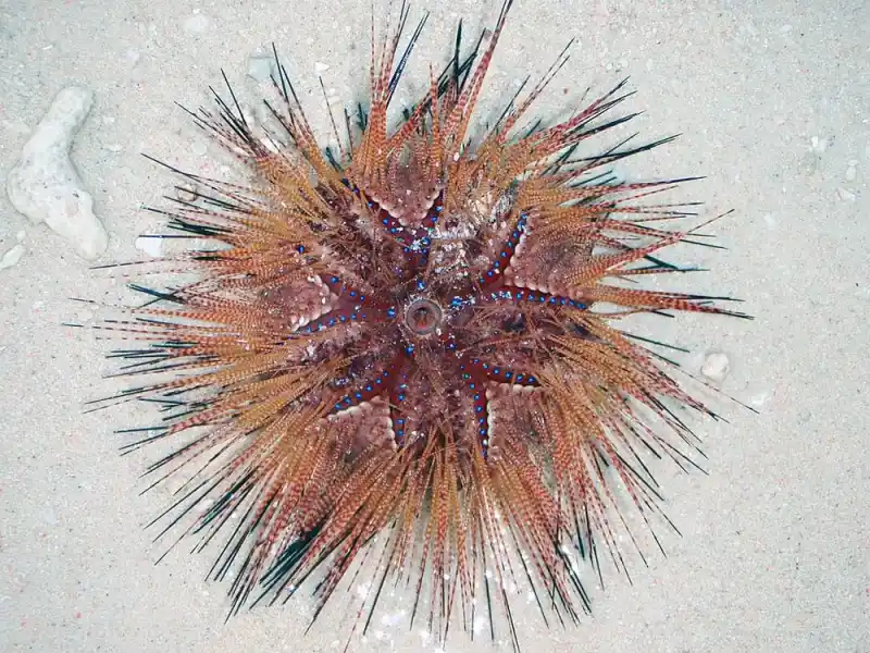 sea ​​urchin