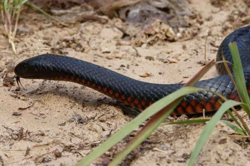 Red-bellied Black Snake