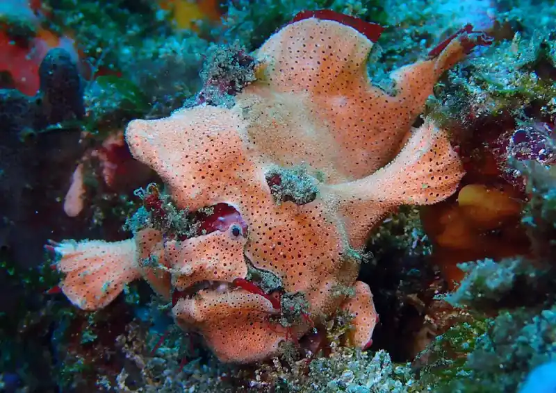 Japanese Anglerfish / Yellow Anglerfish