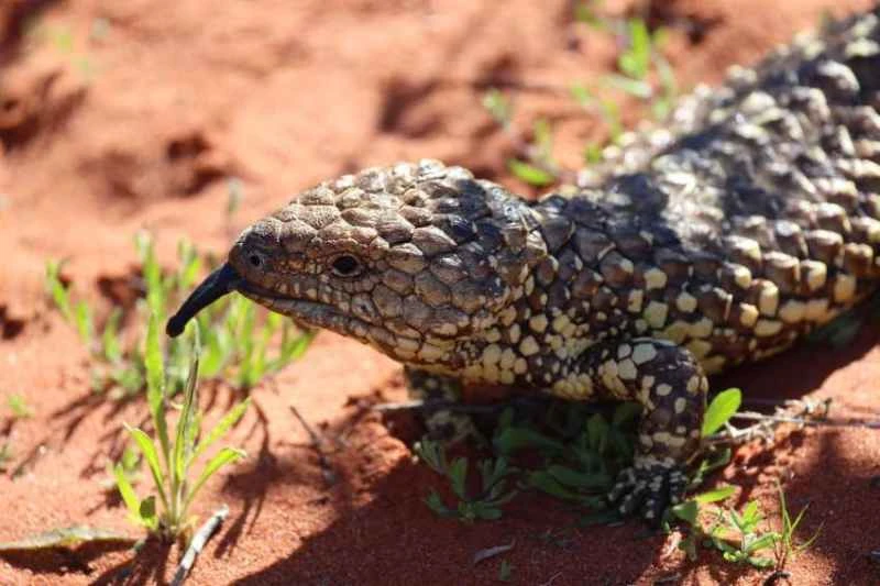 Blue-tongued lizard