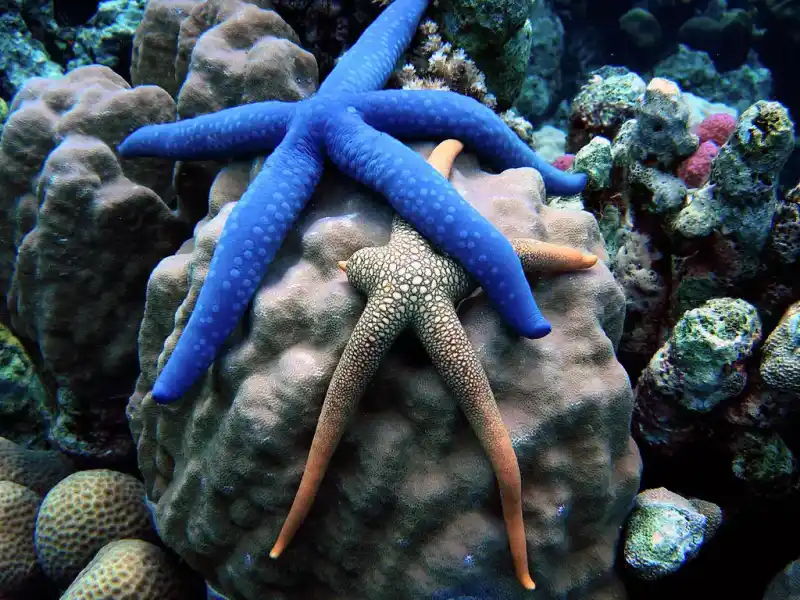 Blue starfish (Linckia laevigata)