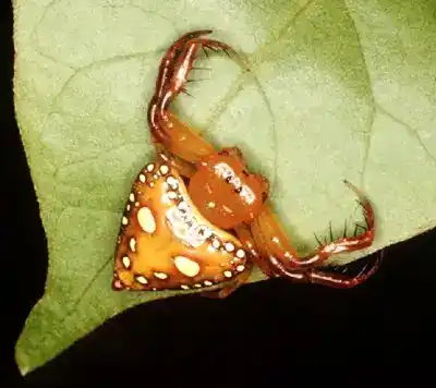 Triangular spiders, a general term for the group of spiders including the family Arkyidae and the genus Arkys.