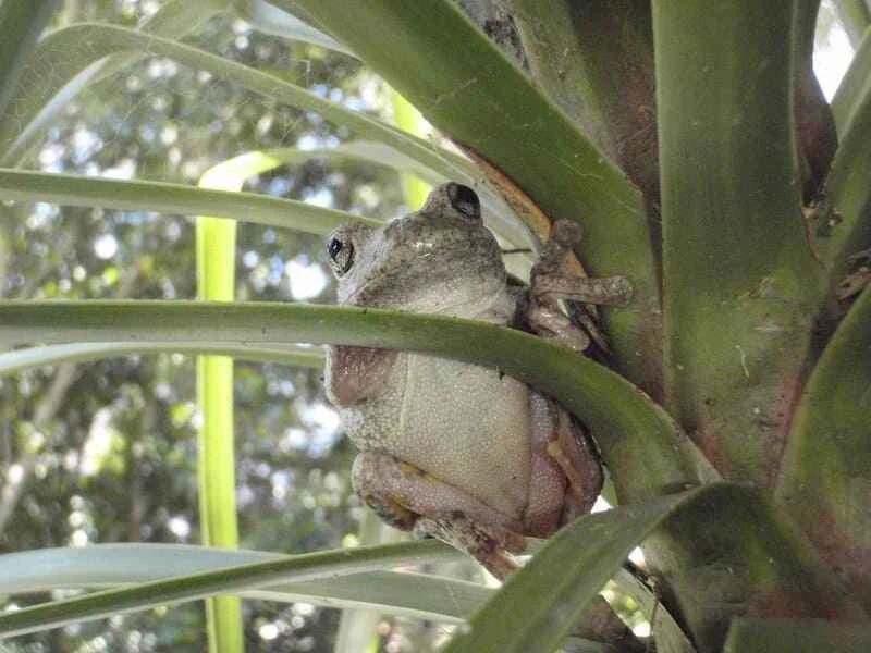 Peron's tree frog