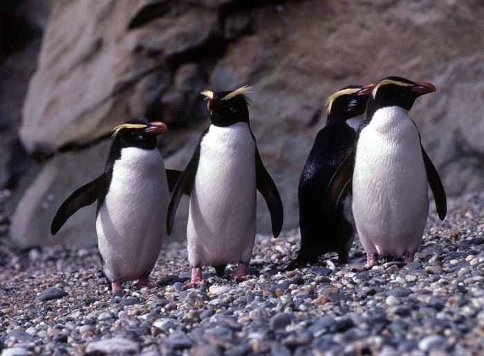 Yellow-browed penguin (Fiordland crested penguin, Fiordland crested penguin, Maori penguin)