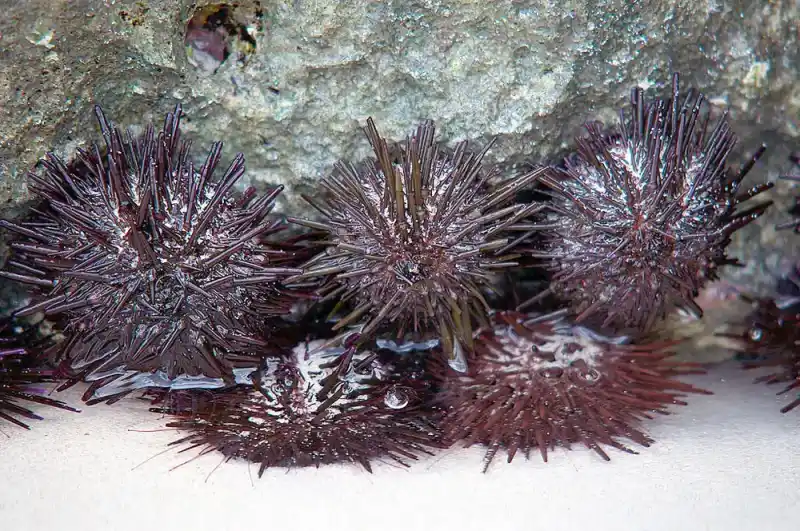 sea ​​urchin