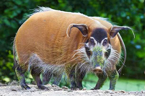 Red River Pig, African Red River Pig