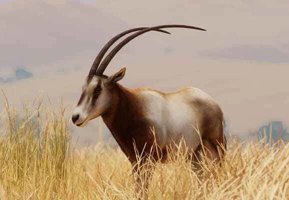 Scimitar antelope