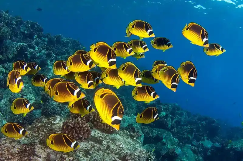 Butterflyfish (Chaetodontidae)