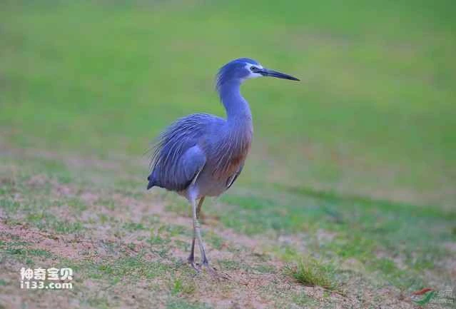 White-faced egret, white-faced heron