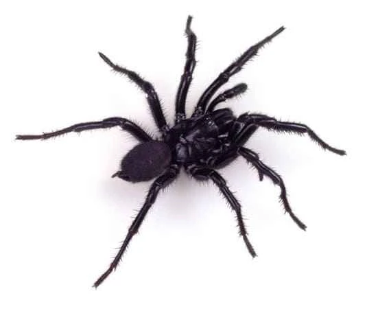 Australian funnel-web spider