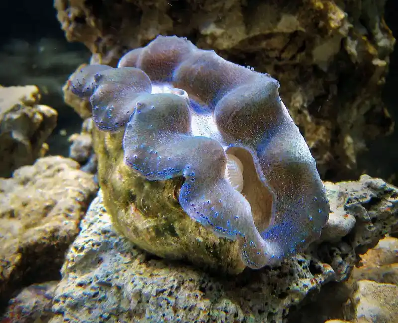 Giant Clam