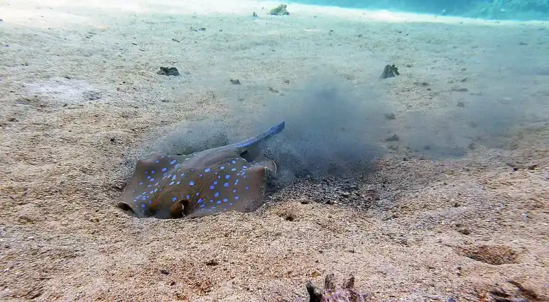 Japanese red stingray (Hemitrygon akajei｜formerly known as Dasyatis akajei)