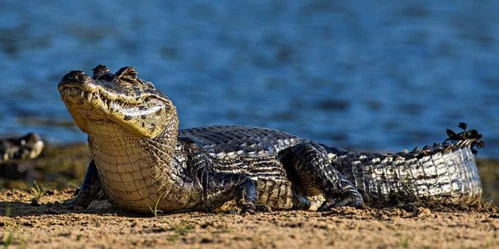 Caiman, Central American alligator, spectacled alligator