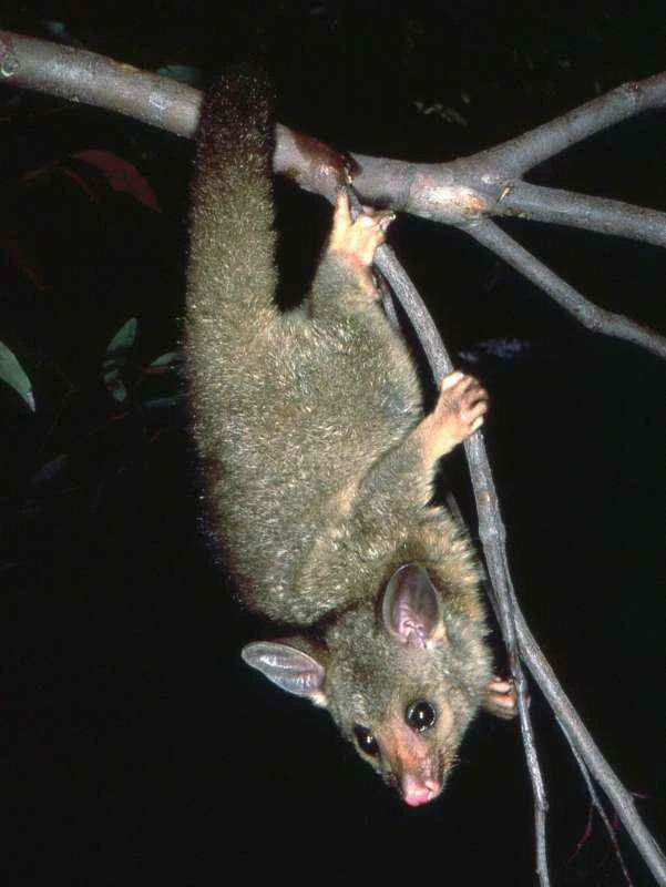 Common brushtail possum