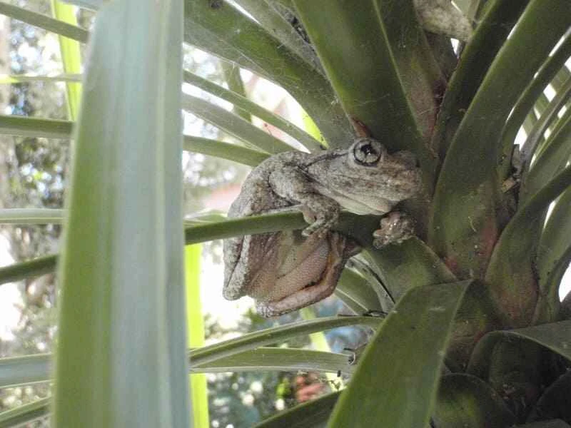 Peron's tree frog