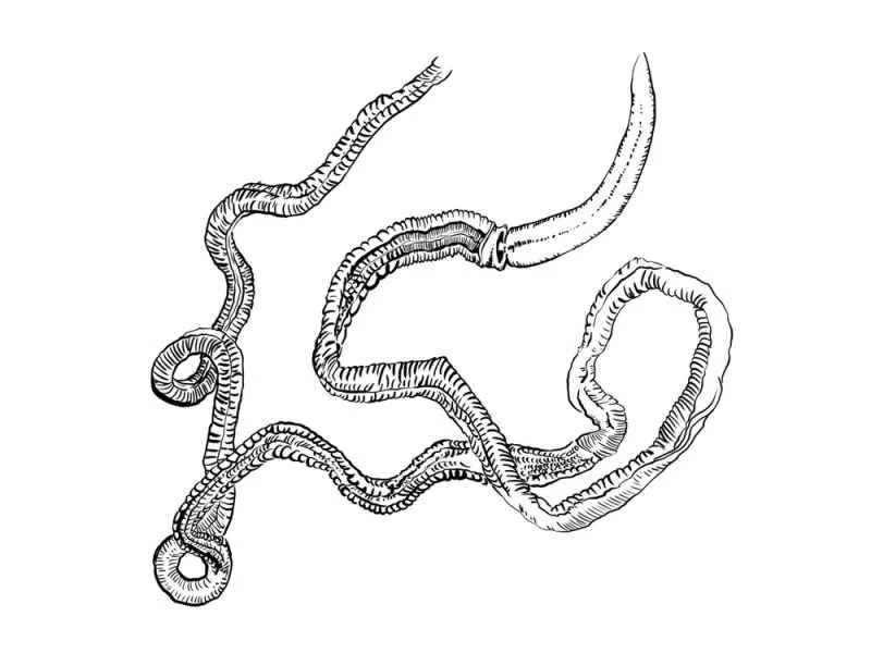 Huangdao long-snouted beetle, Huangdao long-snouted stigmata, jade hook beetle, Saccoglossus hwangtauensis