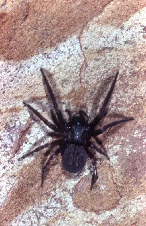 Black house spider, Badumna insignis