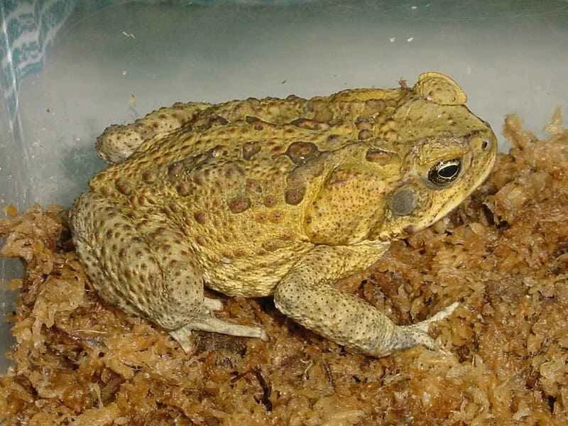 Sugarcane toad
