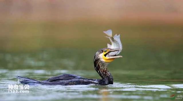 Common cormorant, heron, river pelican, water crow, cormorant, gull (phonetic), black gull, black fish