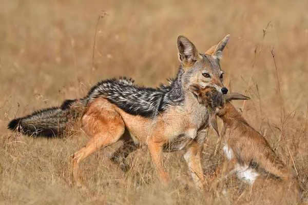 Jackals,