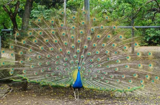 Peacock