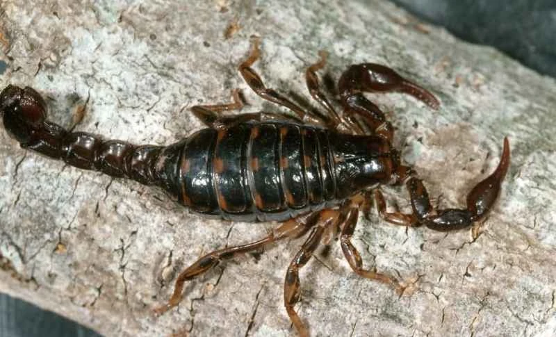 Scorpions (Scorpiones)